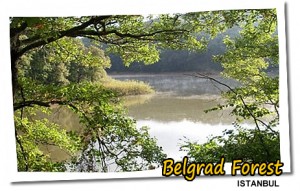 ISTANBUL_BELGRAD_FOREST