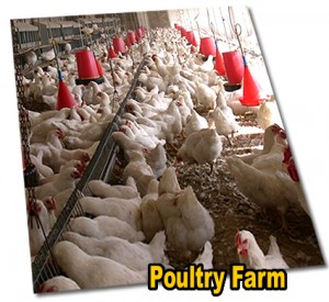 poultry_production
