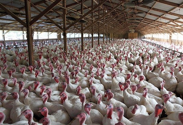 POULTRY TURKEY