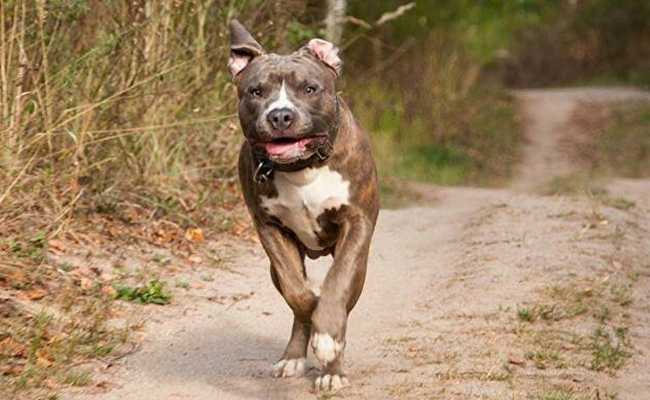PITTBULL ATTACK IN GAZIANTEP