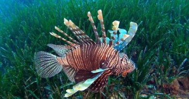 INVASIVE FISH AND ACQUA CREATURES IN ANTALYA BAY