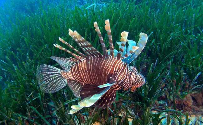 INVASIVE FISH AND ACQUA CREATURES IN ANTALYA BAY