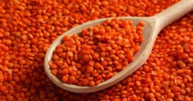 RED LENTILS EXPORTATION FROM TURKEY