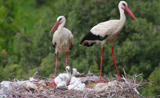 STORKS IN KONYA