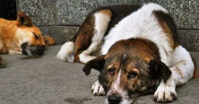 VIOLENCE AGAINST DOGS