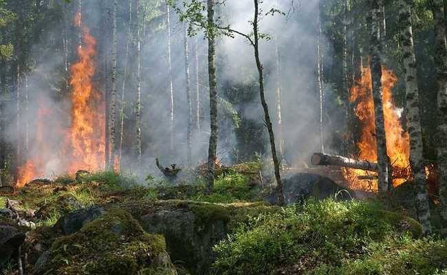 FOREST FIRE IN EUROPE