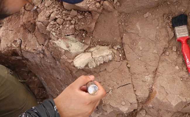 FOSSIL EXCAVATIONS IN CANKIRI