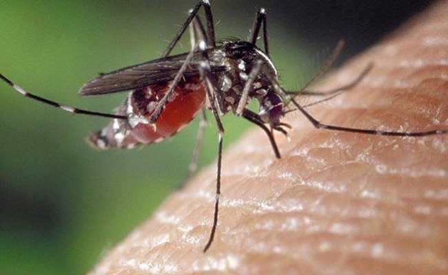 MOSQUITO BITE DEADLY
