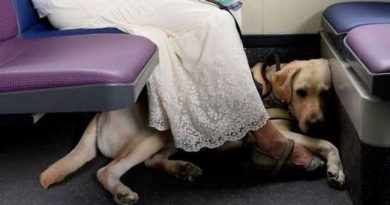 PETS ALLOWED ON PUBLIC TRANSPORT ISTANBUL