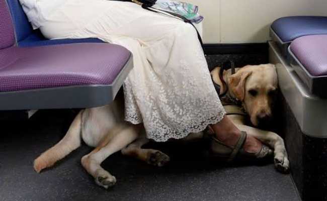 PETS ALLOWED ON PUBLIC TRANSPORT ISTANBUL