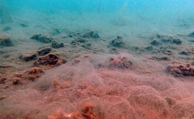 MUSILAGE SEA BOTTOM MARMARA