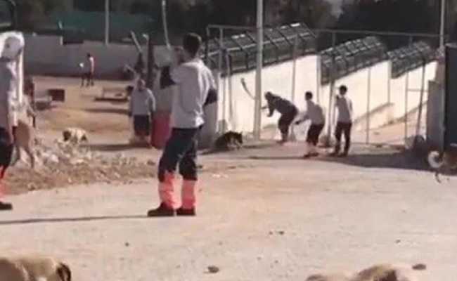 TORTURE AGAINST ANIMALS