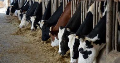 COWS SLAUGHTERED IN TURKEY