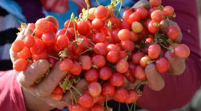 CHERRY IN MANISA TURKEY