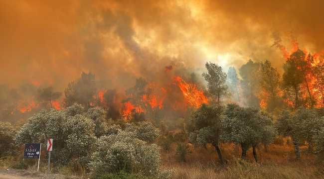 FOREST FIRE IN MUGLA