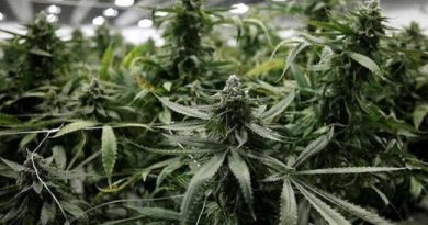 marijuana Germany