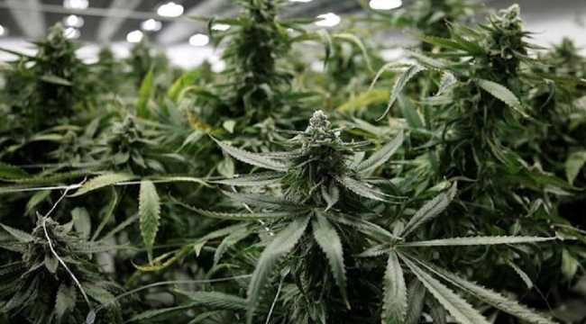 marijuana Germany
