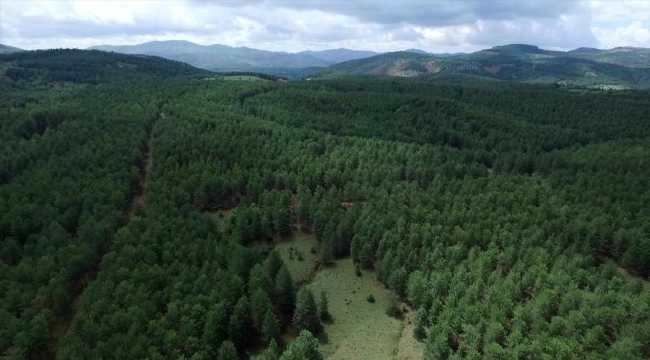 FORESTS TURKEY