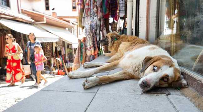 STRAY ANIMALS