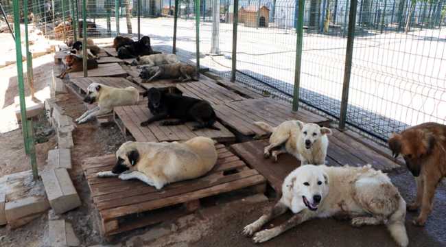 STRAY DOGS