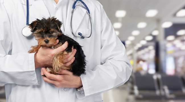 TURKISH VETERINARY ASSOCIATION