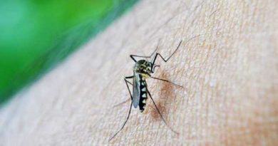 MOSQUITO