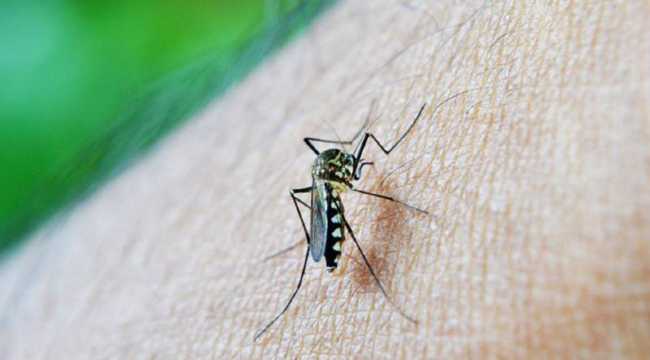 MOSQUITO