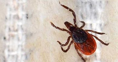 TICK PROBLEM IN TURKEY
