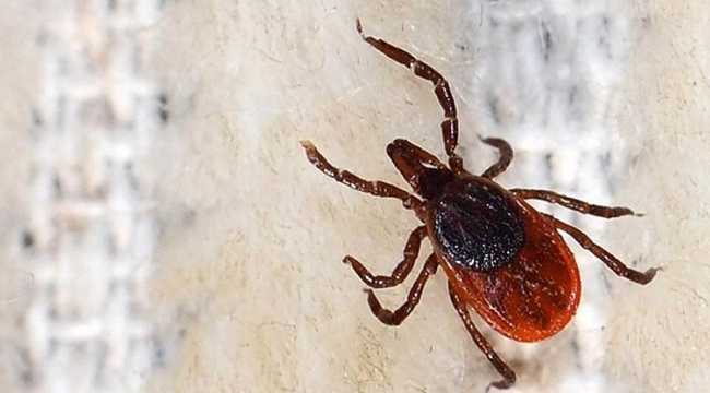 TICK PROBLEM IN TURKEY