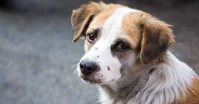 STRAY DOGS HELP