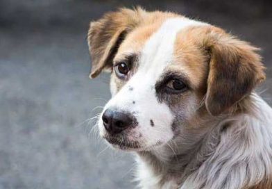 STRAY DOGS HELP