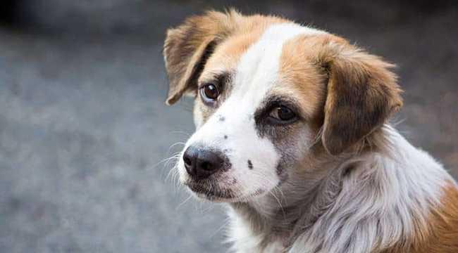 STRAY DOGS HELP