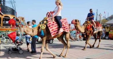 CAMELS IN ALANYA 1