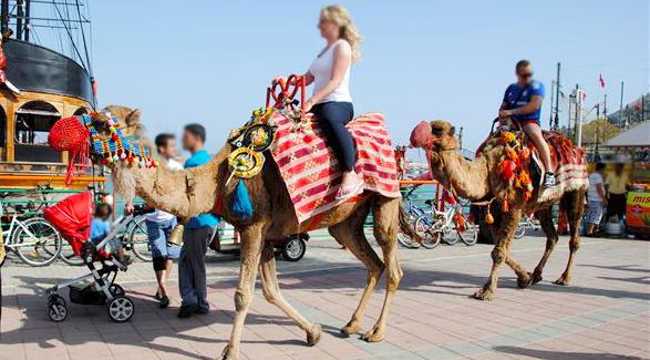 CAMELS IN ALANYA 1