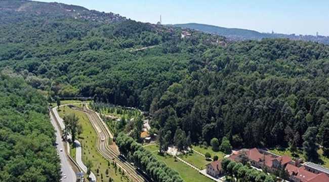 FORESTS IN TURKEY
