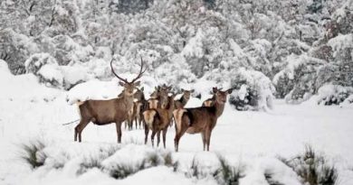HUNTING IN TURKEY