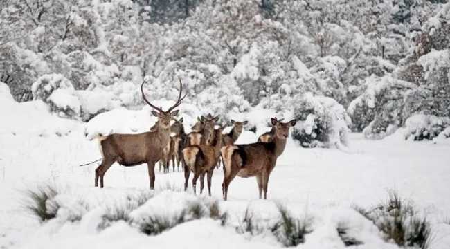 HUNTING IN TURKEY
