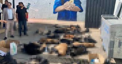 STRAY DOGS KILLED GEBZE 1