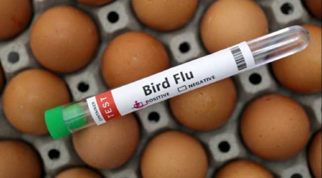 AVIAN INFLUENZA IN TURKEY