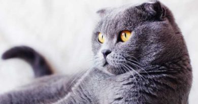 scottish cats