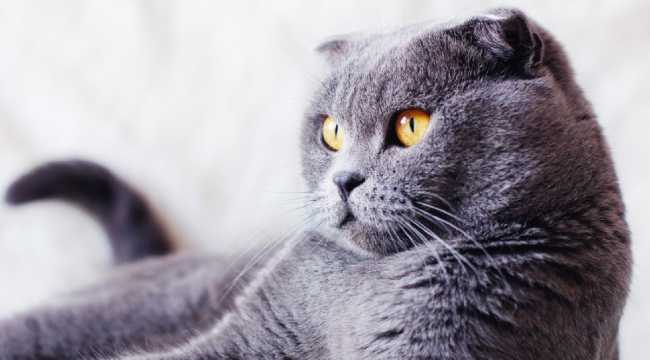 scottish cats