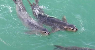 MONK SEALS