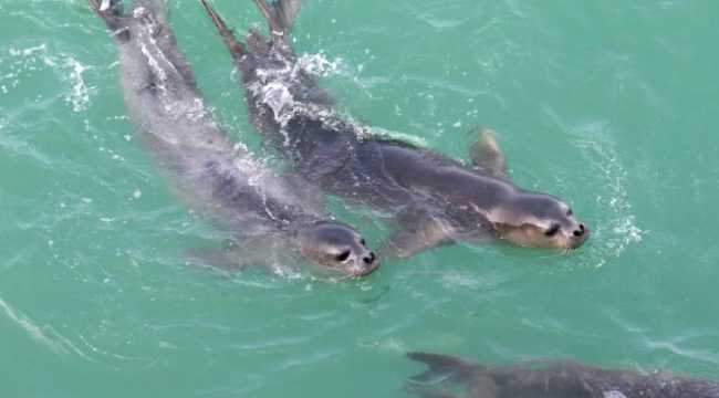MONK SEALS