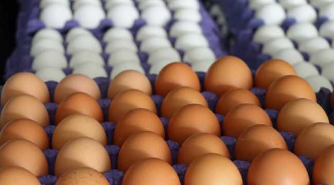 EGG EXPORTS TO USA