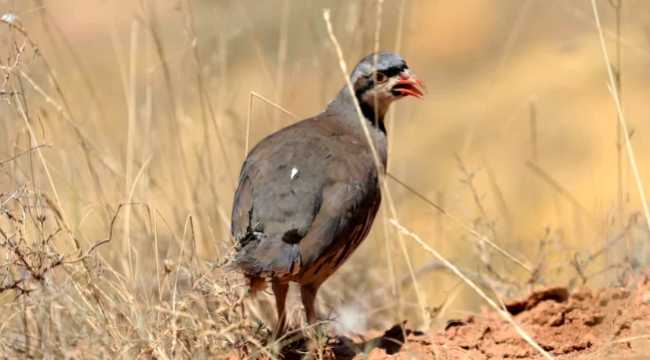 Partridges and Pheasants TickS