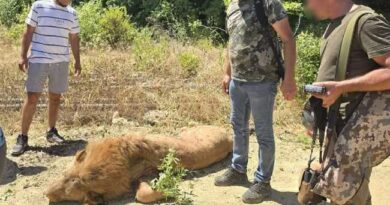 LION KILLED