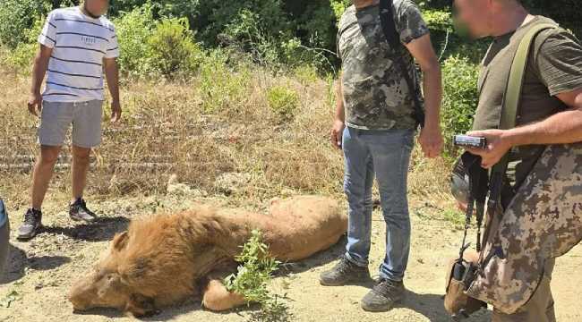 LION KILLED