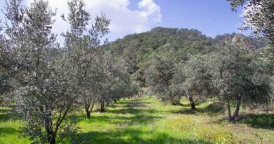 OLIVE OIL TREES TURKEY