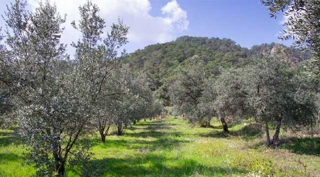 OLIVE OIL TREES TURKEY
