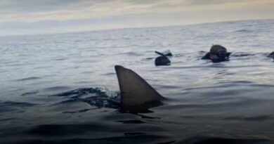 SHARKS IN MARMARA